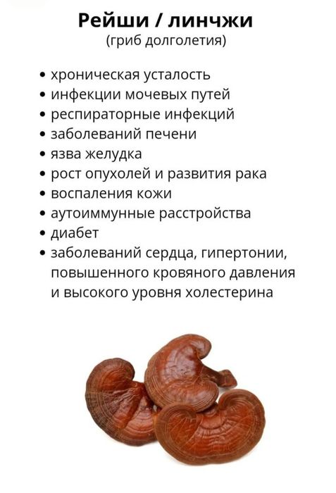 Ежовик гребенчатый,  Рейши