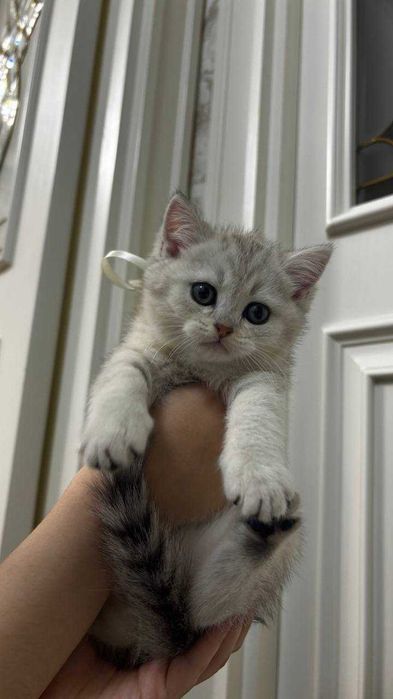 Scottish fold / straight -  3 oylik - Parodasi toza