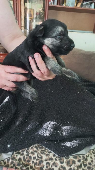 Готовятся к продаже щенки ВЕО