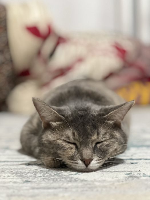 Отдам кошек в добрые руки