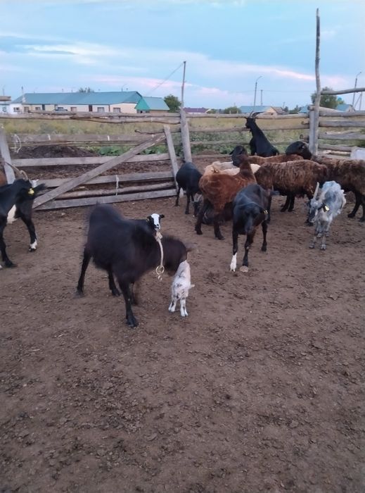 Продам коз с козлятами