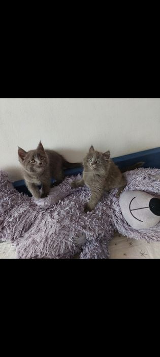 Британский котёнок девочка осталась на последнем фото