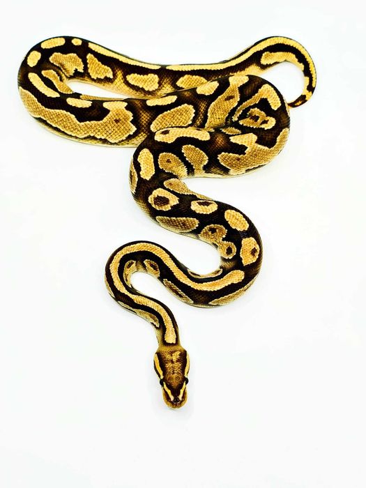 Pitoni Regali (Python Regius)