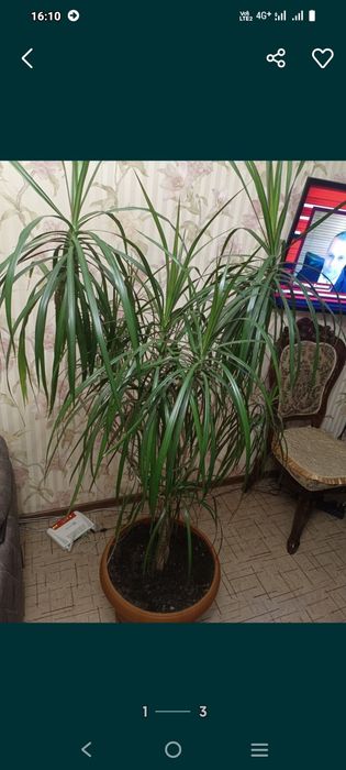 Драцена,продам, Пришахтинск