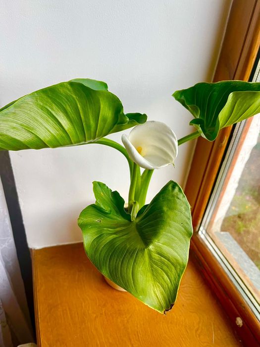 Продам  саженцы цветка каллы