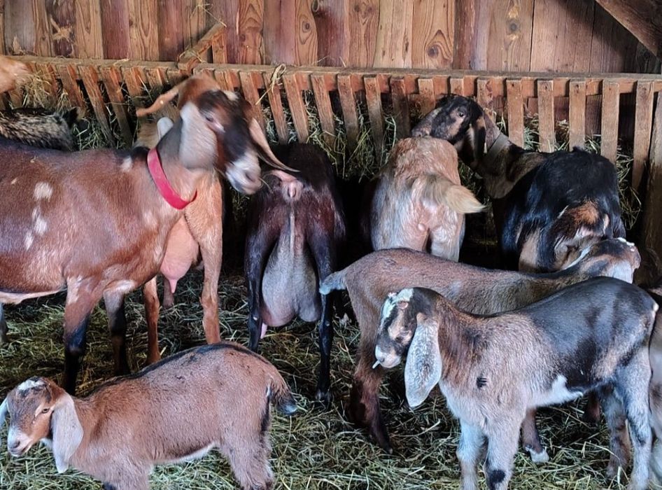 Iezi anglo Nubian masculi și femele