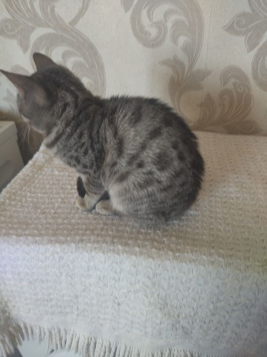 Отдам в ответственные руки
