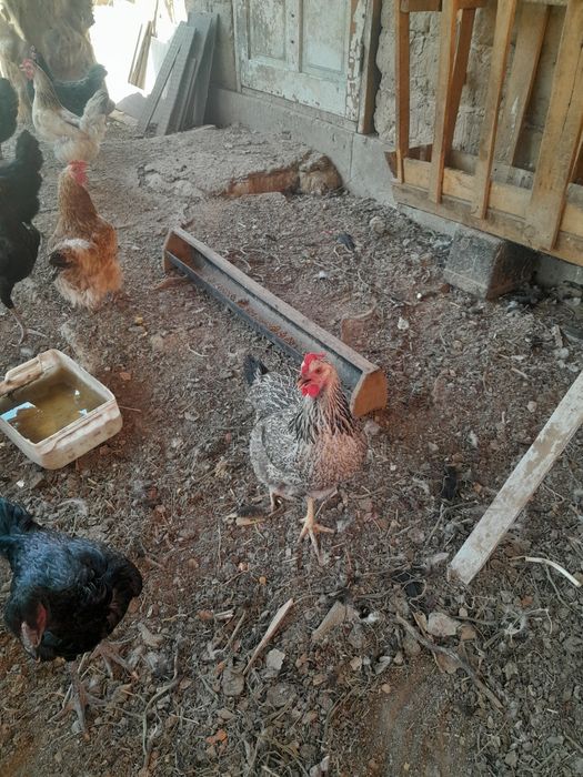 Жас тауыктар сатылады