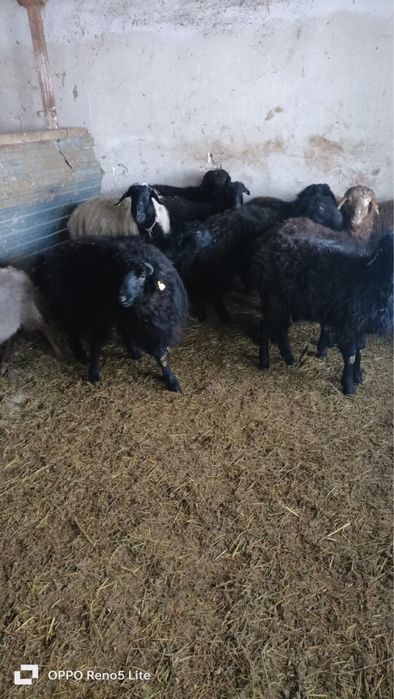 Семиз токтылар сатылады