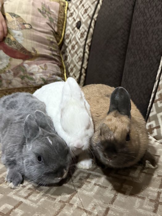 Недерланиской қулоғи тикка карлик қуён