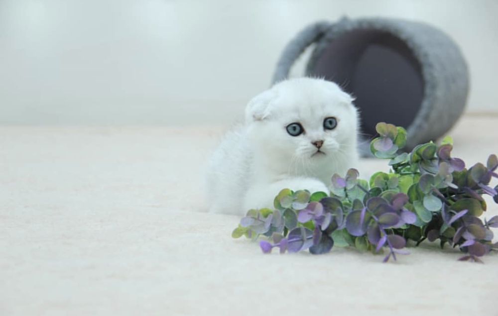 Шикарные котятки шиншилятки