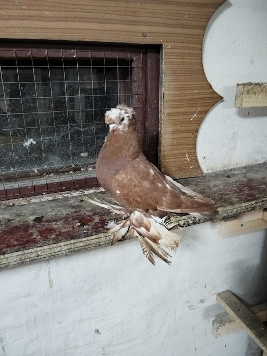 Продам голубей...