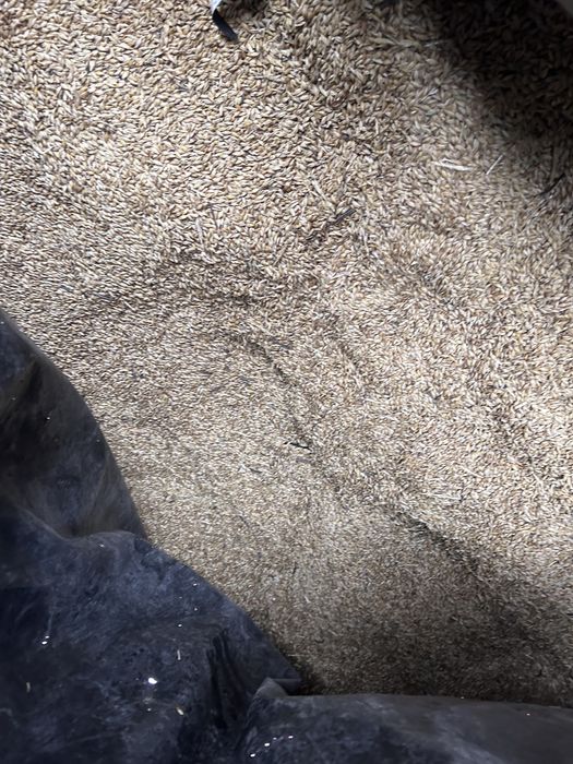 Продам Ячьмень в мешках