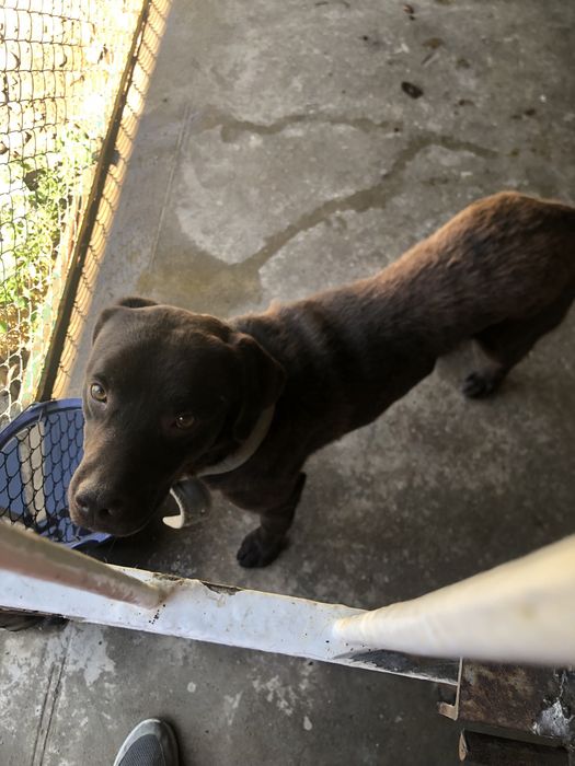 Продаеться Лабродор