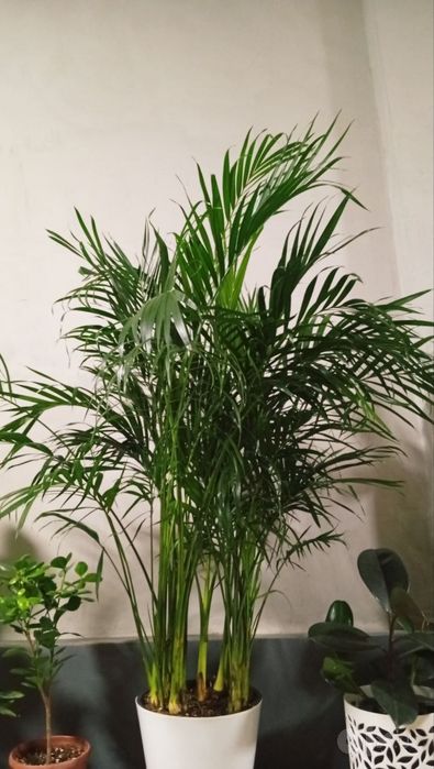 Xona guli .Dipsus palmasi  .