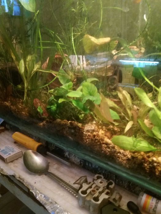 Аквариум с рыбами полный комплект