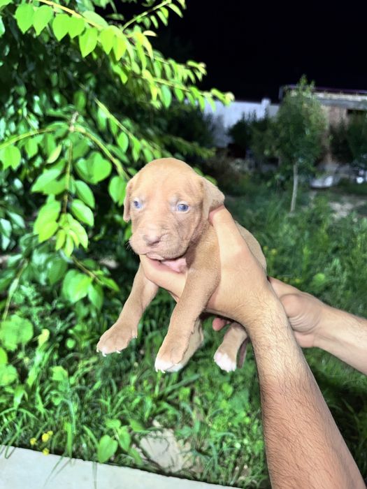 Pitbull bolalari