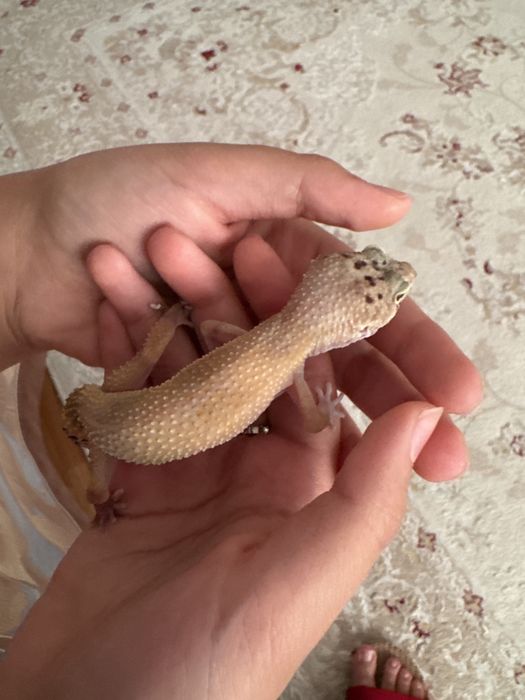 Продаю эублефара(девочка,2года)