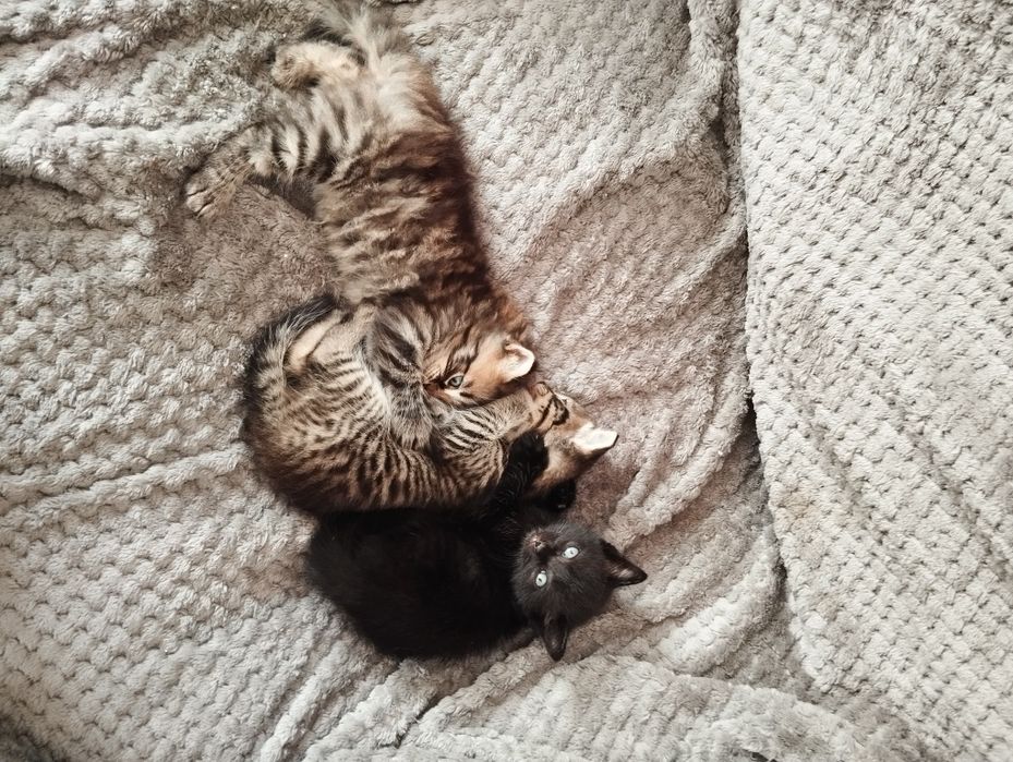 Отдам котят пос. Красина