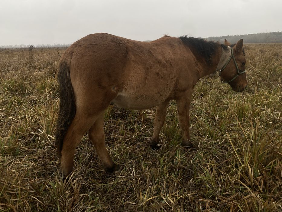 Еркек тай жеребчик Башкир