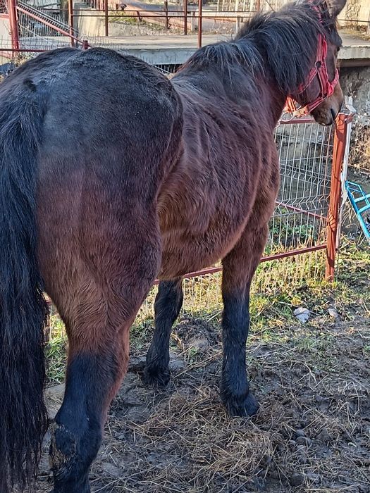 Vând iapa bună la tras