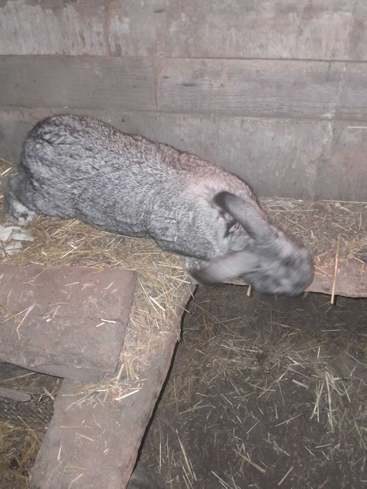 Продам  молодых кролих и кролов