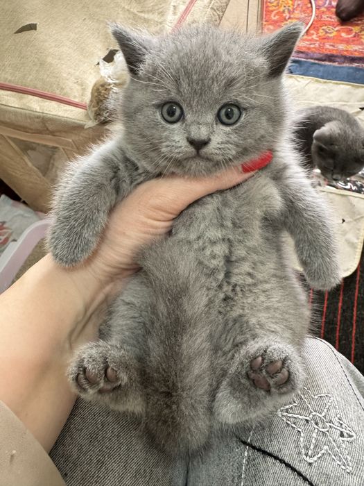 Продаются пушистики котятки