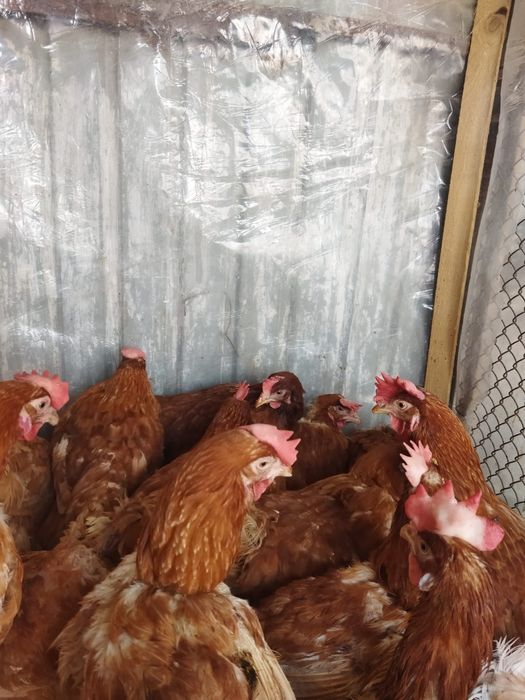 Продам куры домашние