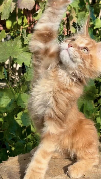 Мейн-Кун котенок мальчик
