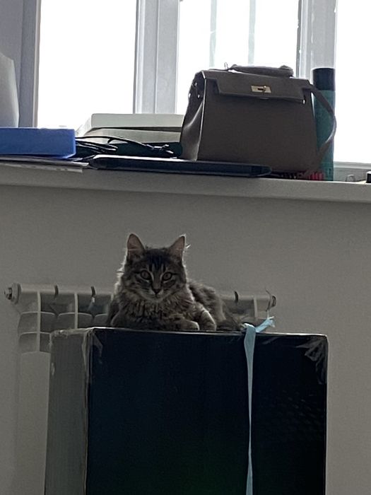 Кошка продется, с лотком