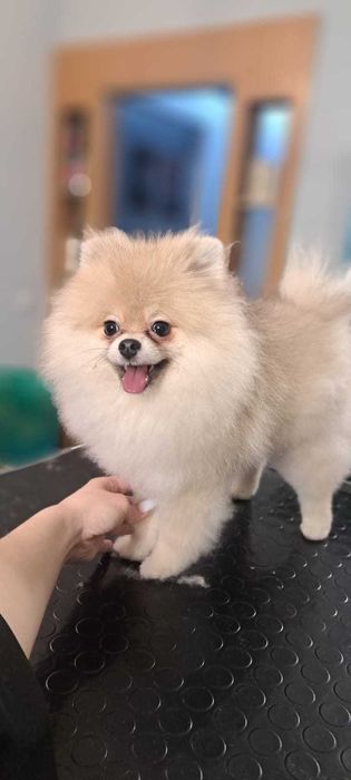 Лапочка Мини Шпицуха