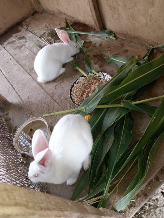 Quyonlar sotiladi 1 qiz 1 ogil