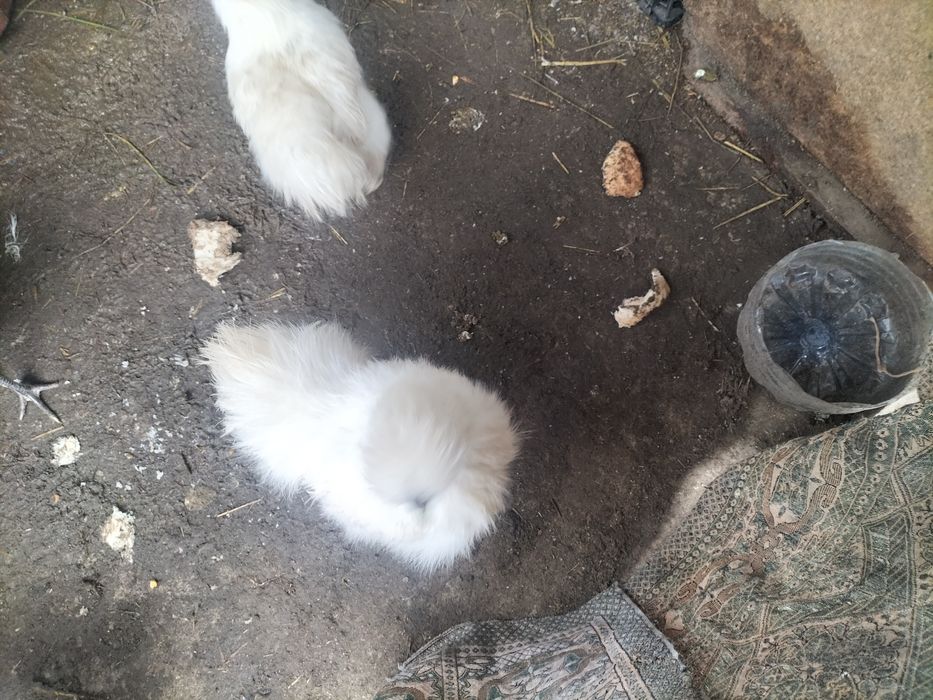 Cocoși de mătase 50 Ron buc