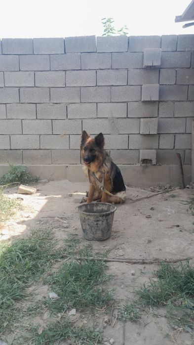 Acharka bori zoti namangan kosonsoyshzhdhfbifjfchxh jcj h xh jcjcjchzs