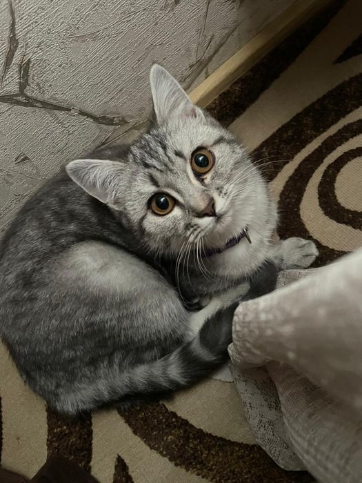 Котенок девочка (скоттиш страйт)