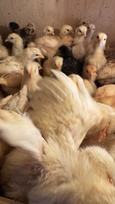 Цыплята две недели