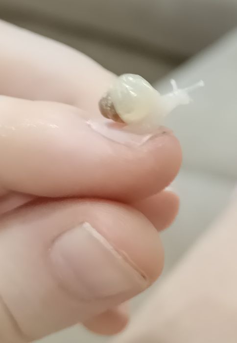 Улитки Ахатины, 2 месяца