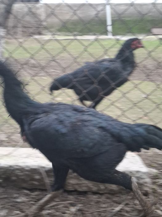 Дакан тауық сатылады китаи шамо