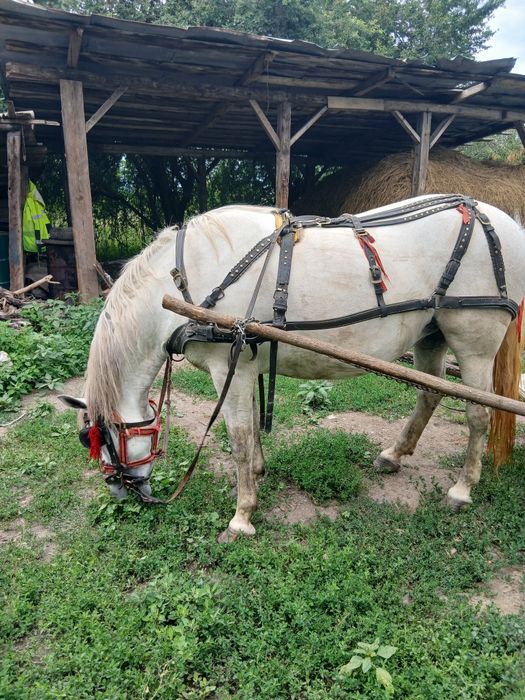 Vand iapa de 5 ani foarte cuminte garantă la caruta nici o ploblema  mai multe detali in privat