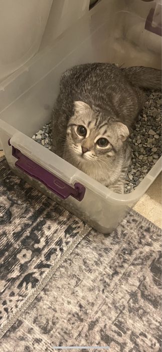 Отдам в добрые руки