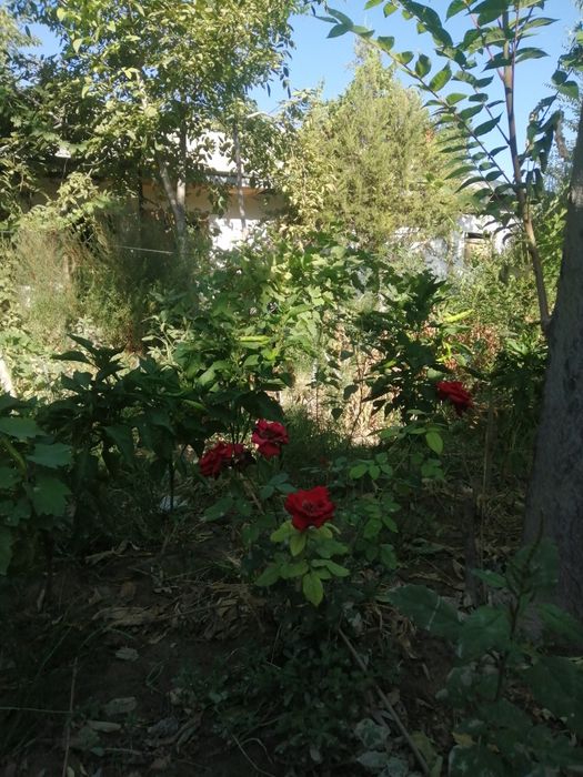 Ховли 2 Этажли сотилади. Срочно