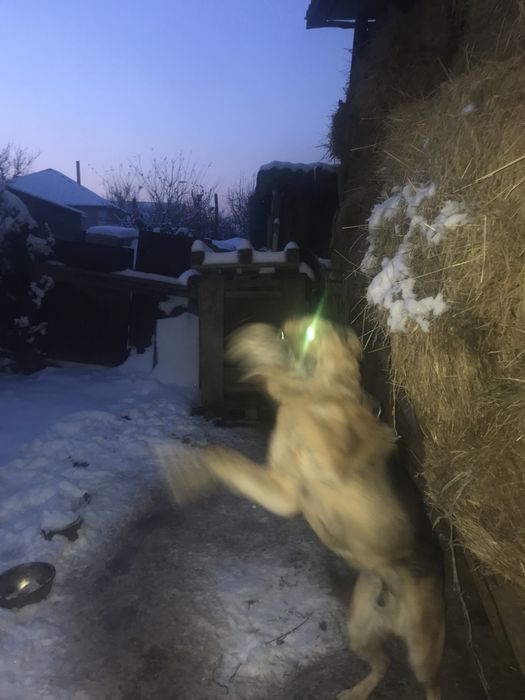 Продаю щенят немцев