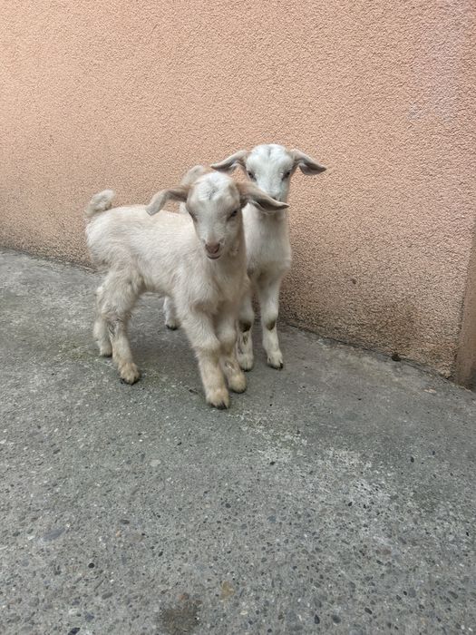 Vand 2 femele în vărstă de 1 luna