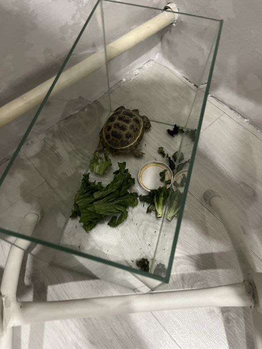 Продам черепаху