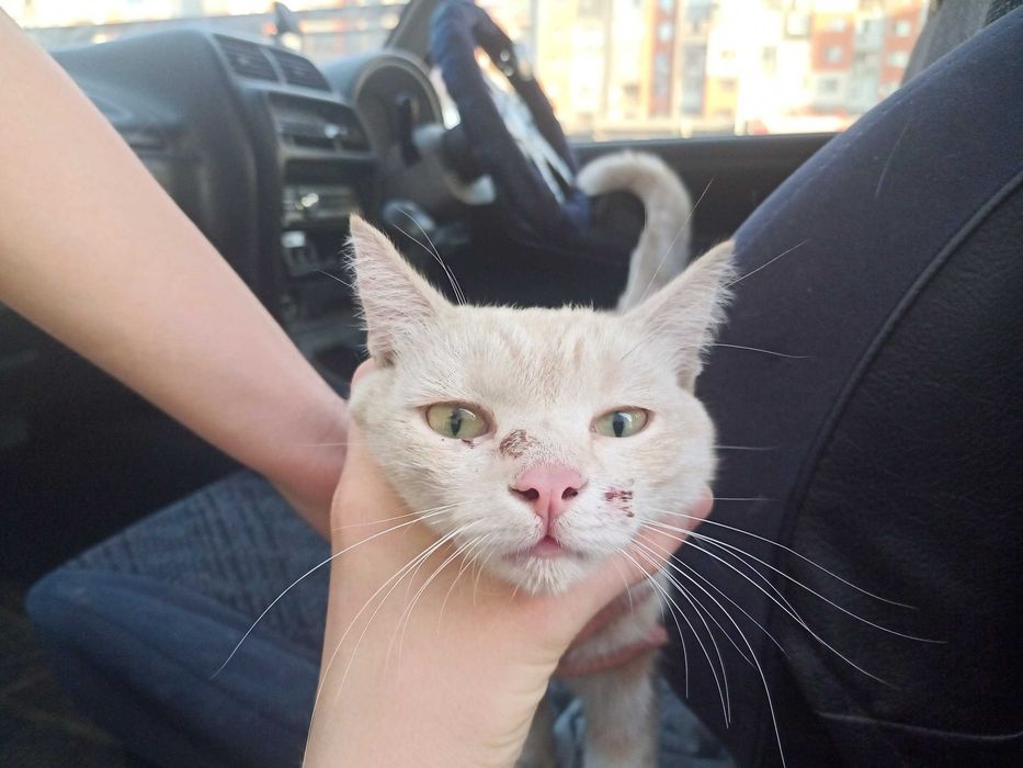 Пристраивается найденный кот.