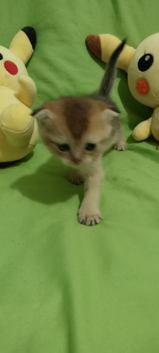 Продам котят Скоттиш Страйт фолд