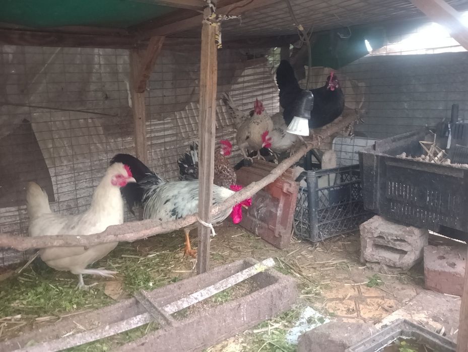 Декоративни кокошки