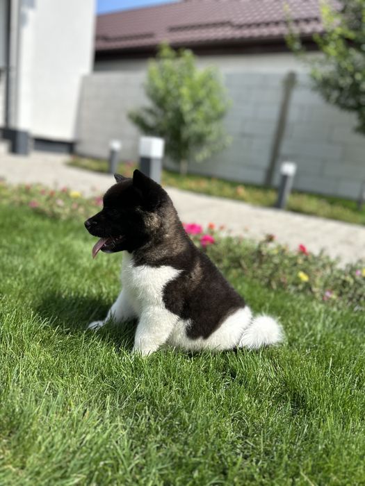 Akita American puppy