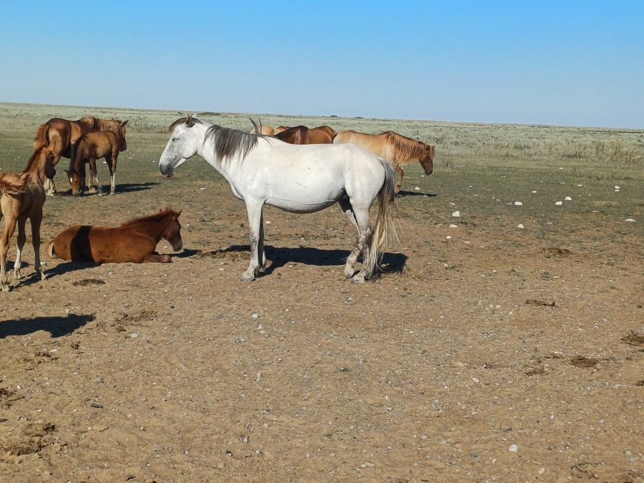 Буаз бие байталымен