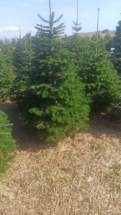 Tuia și brazi din pepiniera